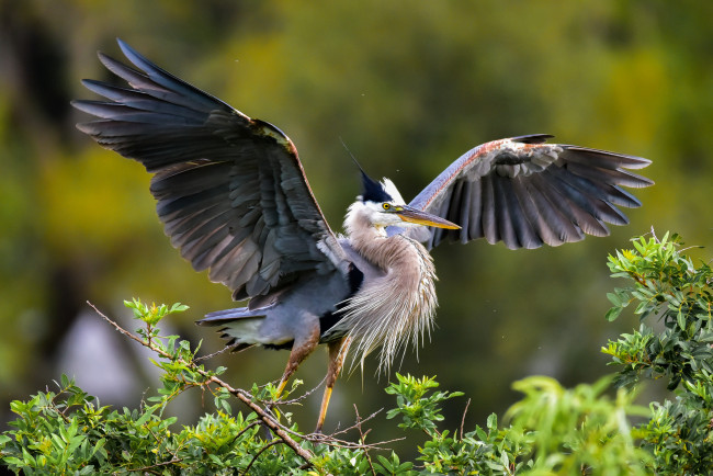 Обои картинки фото животные, цапли,  выпи, птичка