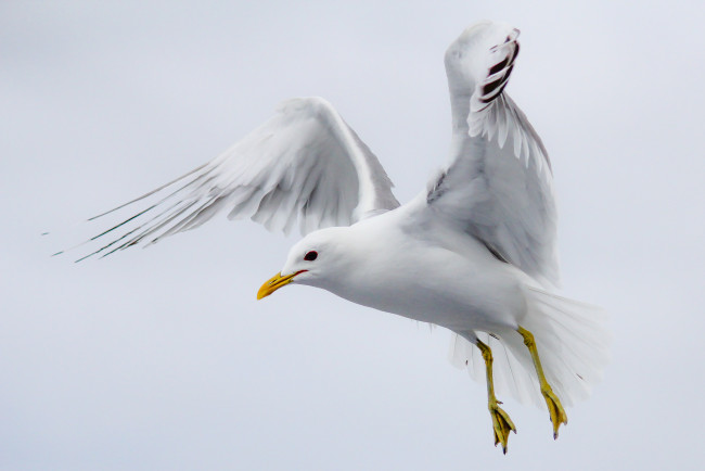 Обои картинки фото животные, Чайки,  бакланы,  крачки, птичка
