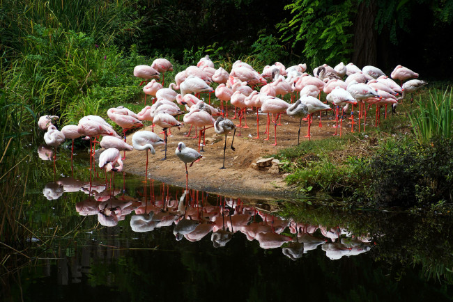 Обои картинки фото животные, фламинго, птичка