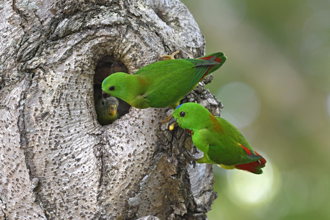 Обои картинки фото животные, попугаи, птичка