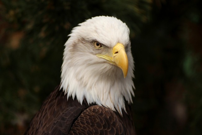 Обои картинки фото животные, птицы - хищники, птичка