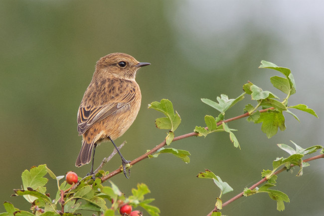 Обои картинки фото животные, птицы, птичка