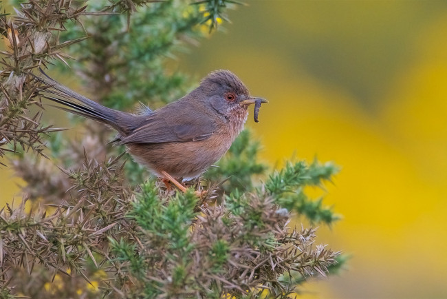 Обои картинки фото животные, птицы, птичка