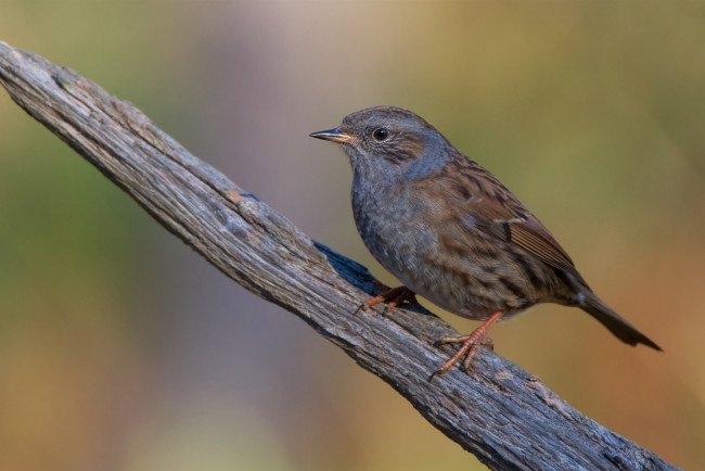 Обои картинки фото животные, птицы, птичка