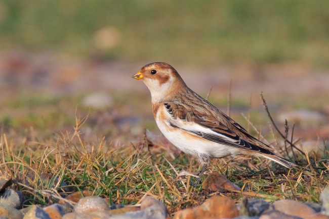 Обои картинки фото животные, птицы, птичка