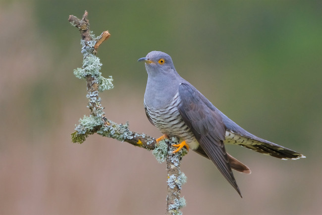 Обои картинки фото животные, птицы, птичка