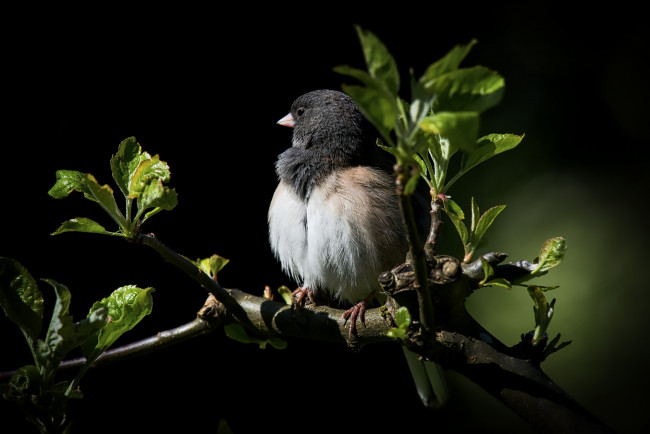 Обои картинки фото животные, птицы, птичка