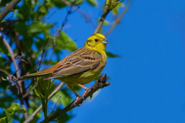 Обои картинки фото животные, птицы, птичка