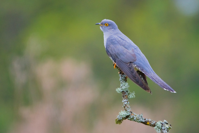 Обои картинки фото животные, птицы, птичка