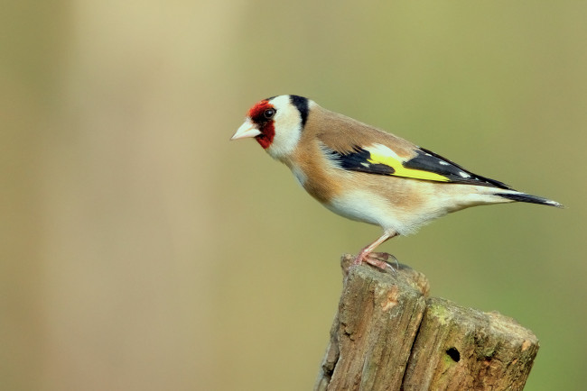 Обои картинки фото животные, щеглы,  чижи, птичка