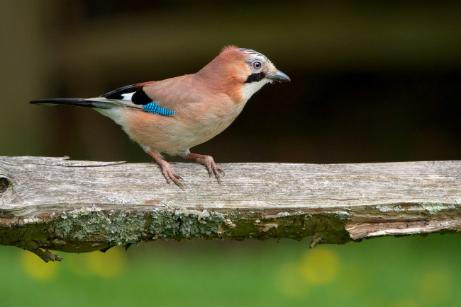 Обои картинки фото животные, сойки, птичка