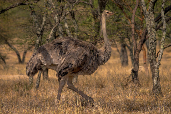 Обои картинки фото животные, страусы, птичка