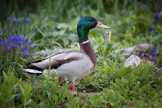 Обои картинки фото животные, утки, птичка
