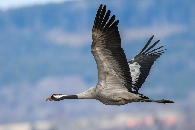 Обои картинки фото животные, журавли, птичка