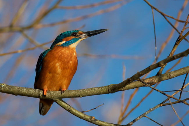 Обои картинки фото животные, зимородки, птичка