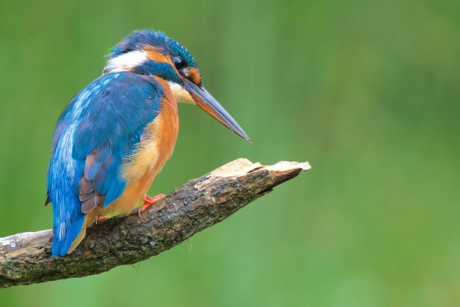 Обои картинки фото животные, зимородки, птичка