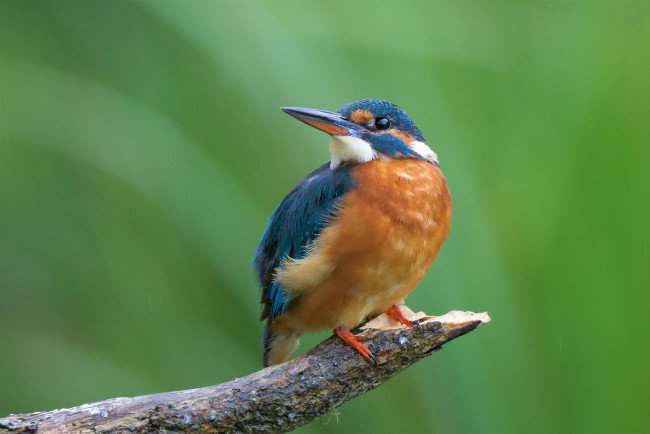 Обои картинки фото животные, зимородки, птичка