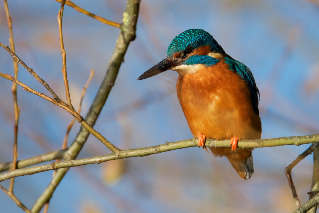 Обои картинки фото животные, зимородки, птичка