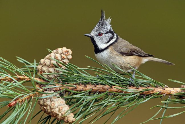 Обои картинки фото животные, синицы,  лазоревки, птичка