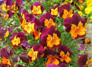 обоя цветы, анютины глазки , садовые фиалки, весна, 2018