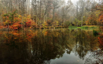 Картинка природа реки озера лес озеро