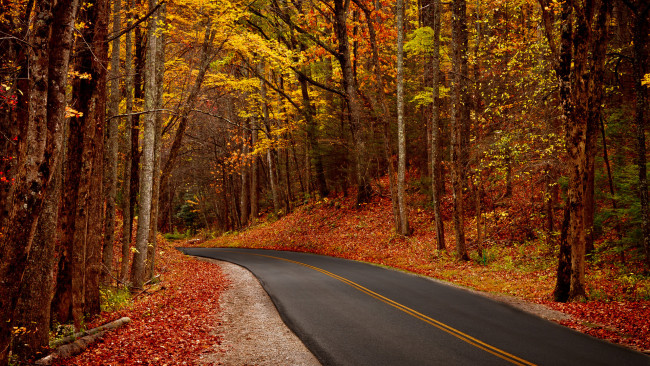 Обои картинки фото природа, дороги, дорога, лес, осень