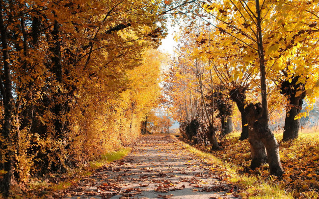 Обои картинки фото природа, дороги, очень, лес, деревья, дорога