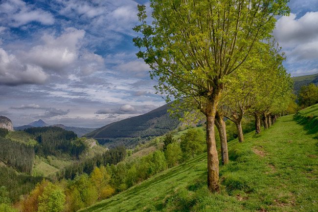 Обои картинки фото природа, деревья, простор