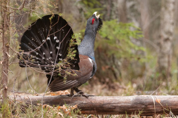 Картинка глухарь животные глухари +тетерева птица лес ток бревно