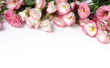 обоя цветы, эустома