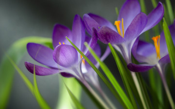 Картинка цветы крокусы
