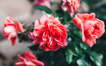 Картинка цветы розы