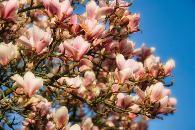 Обои картинки фото цветы, магнолии