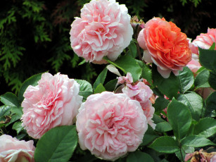 Картинка цветы розы розовые куст