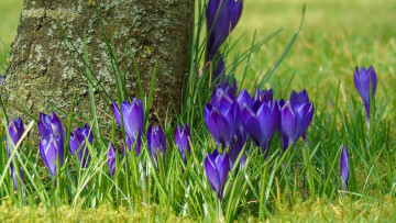 Картинка цветы крокусы дерево лиловые весна
