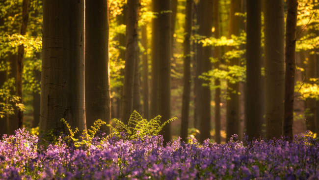 Обои картинки фото природа, лес, цветы, весна, колокольчики