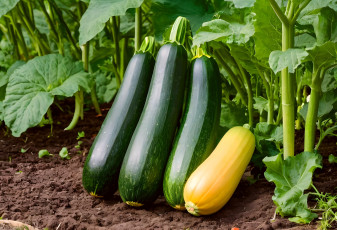 обоя природа, плоды, цукини