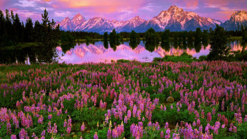 Картинка tetons wyoming природа луга