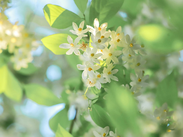 Обои картинки фото цветы, цветущие деревья ,  кустарники, белые