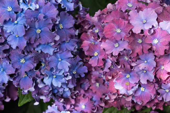 Обои картинки фото цветы, гортензия