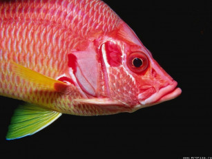 Картинка рыба животные рыбы