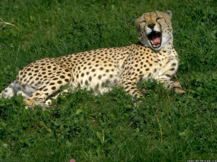 Картинка животные гепарды