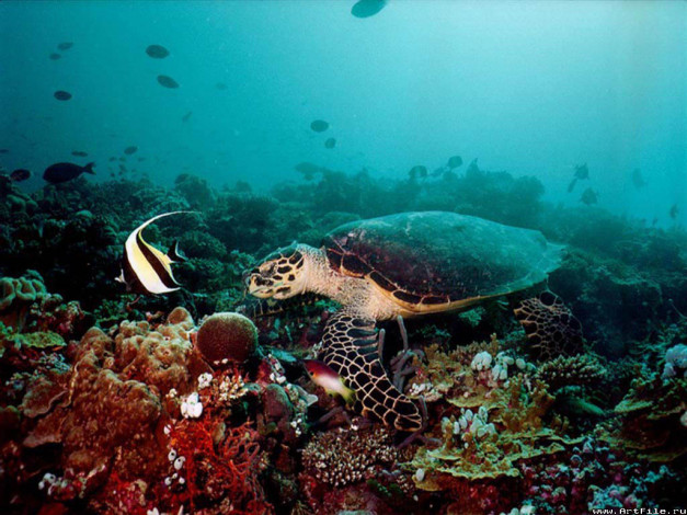 Обои картинки фото Черепаха, животные, Черепахи