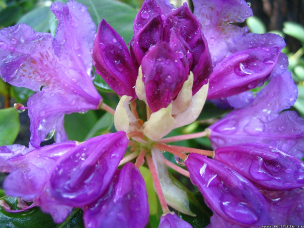 Обои картинки фото красота, цветы