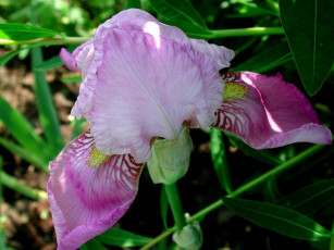 Картинка цветы ирисы