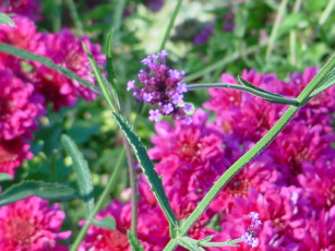 обоя цветы, луговые, полевые