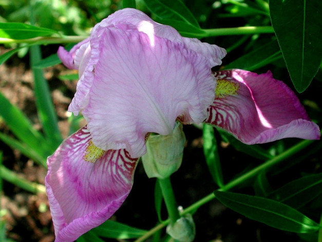 Обои картинки фото цветы, ирисы