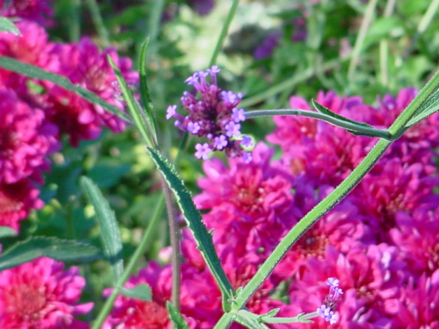 Обои картинки фото цветы, луговые, полевые