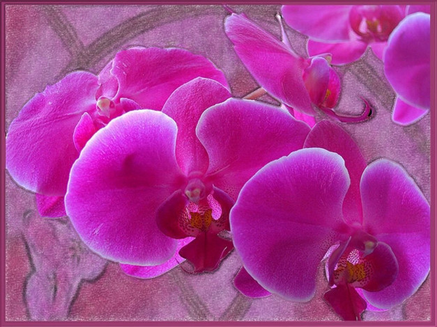 Обои картинки фото цветы, орхидеи