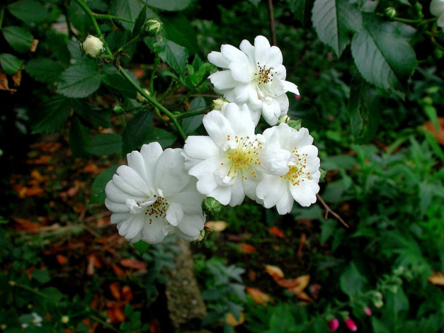 Обои картинки фото цветы, шиповник